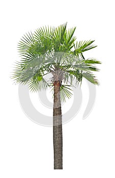 Wax palm(Copernicia Alba)Palm tree. photo