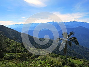 Wax Palm, Sierra Nevada, Santa Marta Mountains, Colombia photo