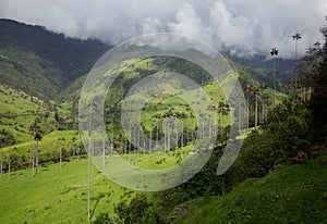 Wax Palm Trees in Cocora Valley