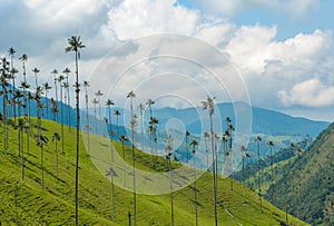 Wax palm trees of Cocora Valley, Colombia