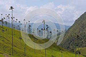Wax palm trees of Cocora Valley, colombia photo