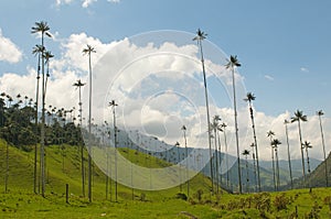 Wax palm trees of Cocora Valley, colombia