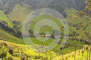 Wax palm trees of Cocora Valley, colombia photo