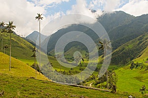 Wax palm trees of Cocora Valley, colombia photo