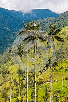 Wax palm trees of Cocora Valley, Colombia