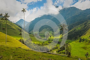 Wax palm trees of Cocora Valley, Colombia