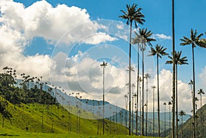 Wax palm trees of Cocora Valley, Colombia photo