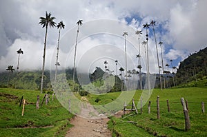 Wax Palm Trees in Cocora Valley photo