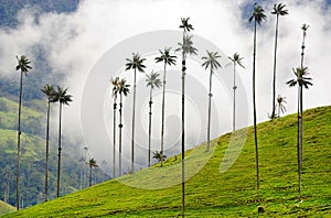 The wax palm trees from Cocora Valley are the national tree, the symbol of Colombia and the Worldâ€™s largest palm.