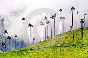 The wax palm trees from Cocora Valley are the national tree, the symbol of Colombia and the Worldâ€™s largest palm.