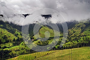 The wax palm trees from Cocora Valley are the national tree, the symbol of Colombia and the Worldâ€™s largest palm.