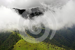 The wax palm trees from Cocora Valley are the national tree, the symbol of Colombia and the Worldâ€™s largest palm.