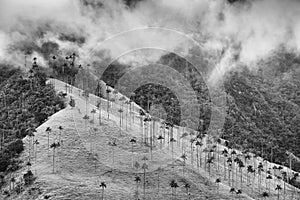 The wax palm trees from Cocora Valley are the national tree, the symbol of Colombia and the Worldâ€™s largest palm.