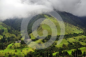 The wax palm trees from Cocora Valley are the national tree, the symbol of Colombia and the Worldâ€™s largest palm.