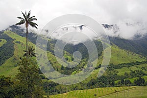 The wax palm trees from Cocora Valley are the national tree, the symbol of Colombia and the Worldâ€™s largest palm.