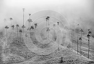 The wax palm trees from Cocora Valley are the national tree, the symbol of Colombia and the Worldâ€™s largest palm.