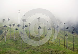 The wax palm trees from Cocora Valley are the national tree, the symbol of Colombia and the Worldâ€™s largest palm.