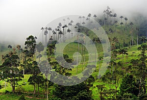 The wax palm trees from Cocora Valley are the national tree, the symbol of Colombia and the Worldâ€™s largest palm.