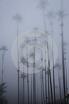 Wax palm trees of the Cocora Valley, Valle de Cocora on a foggy day, Eje Cafetero, Salento, Colombia