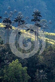 Wax palm trees, native to the humid montane forests of the Andes,