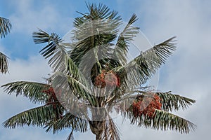 Wax palm trees, native to the humid montane forests of the Andes