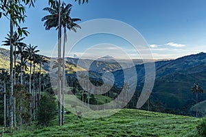 Wax palm trees, native to the humid montane forests of the Andes,