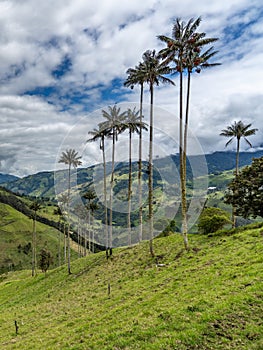 Wax palm trees, native to the humid montane forests of the Andes,