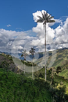 Wax palm trees, native to the humid montane forests of the Andes, towering the landscape of Cocora Valley at Salento,