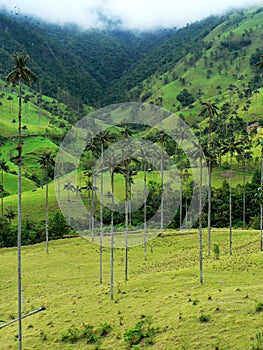 Wax palm trees, salento, colombia