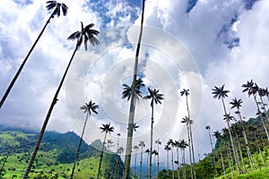 Wax Palm Trees and Sky