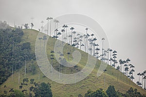 Wax palm trees in Valle de Cocora Quindio Colombia