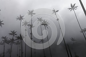 Wax palms in Cocora Valley 13 photo