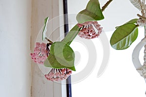 Wax plant buds clusters closeup. rare homeflower with waxy leaves and pink flowers