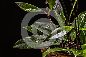Wax plant hoya pubicalyx - variegated foliage on a black background.
