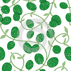 Wax plant liana, vector pattern