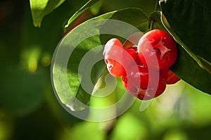 Wax or rose apple Syzygium samarangense on a tree