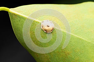 Wax scale on leaf, Ceroplastes rusci, Satara, Maharashtra,