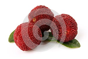 Waxberry or red bayberry