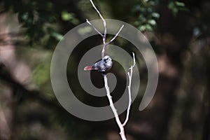 A waxbill on a branch