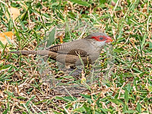 Waxbill - Common