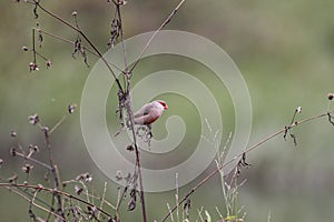 Waxbill looking for food in the grass