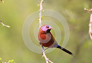 Waxbill, Violeteared -African Gamebird and Pride 3