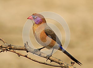 Waxbill, Violeteared - Sleeping Beauty photo