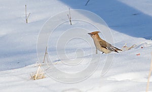Waxbird, Bombycilla garrulus. Winter sunny morning, the bird sits in the snow