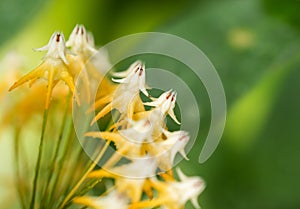 Waxplant stamen