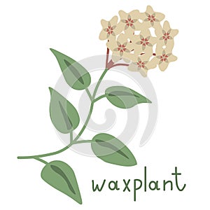 Waxplant vector flower