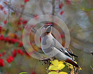 Waxwing Bombycilla garrulus