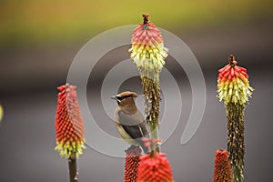 Waxwing 1a