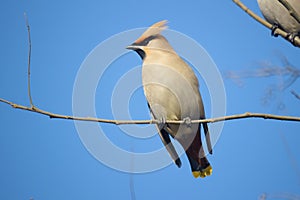 Waxwing