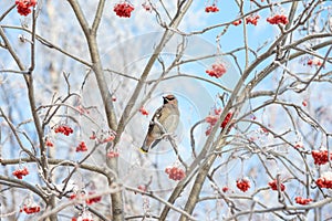 Waxwing